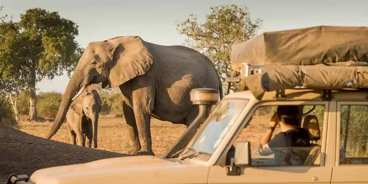 Majestic elephants on a self drive safari in tanzania, a captivating part of the self drive safari experience.