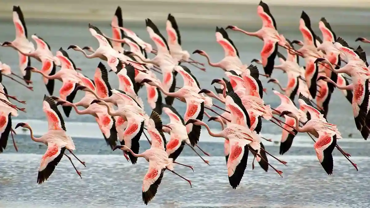 Birdwatching safari experience: graceful flamingos in lake manyara