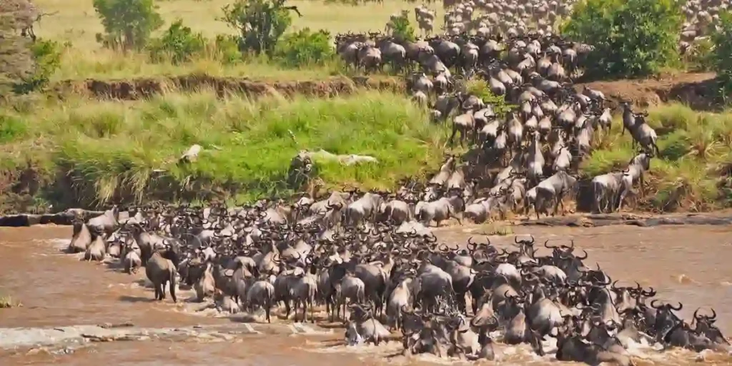 A breathtaking view of the great maasai mara migration, showcasing the dramatic wildebeest migration safari experience in all its natural splendor.
