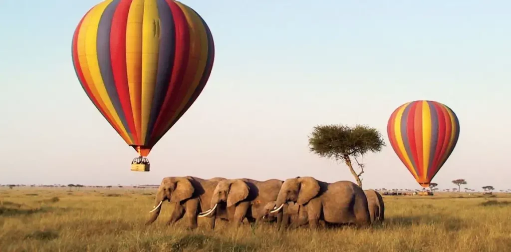 Aerial delight: hot air balloon in maasai mara, spotting elephants and big five giants