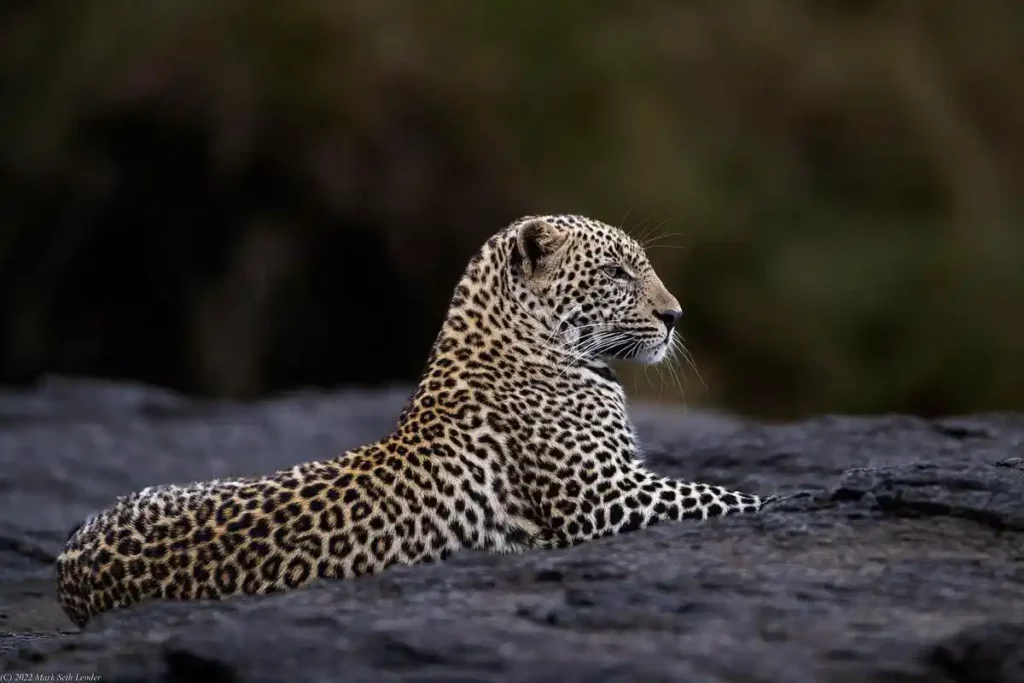Serengeti big five safari: witness the stealth of a leopard in action