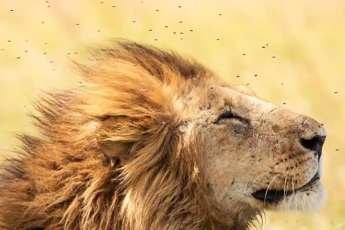 Majestic lion in serengeti national park - witness the beauty of the serengeti big five safari