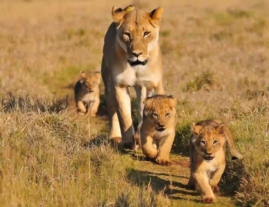 Immerse yourself in the enchanting world of lions and cubs at ngorongoro crater, captured during a self drive safari experience—an adventure that puts you in the driver's seat of nature's spectacle.