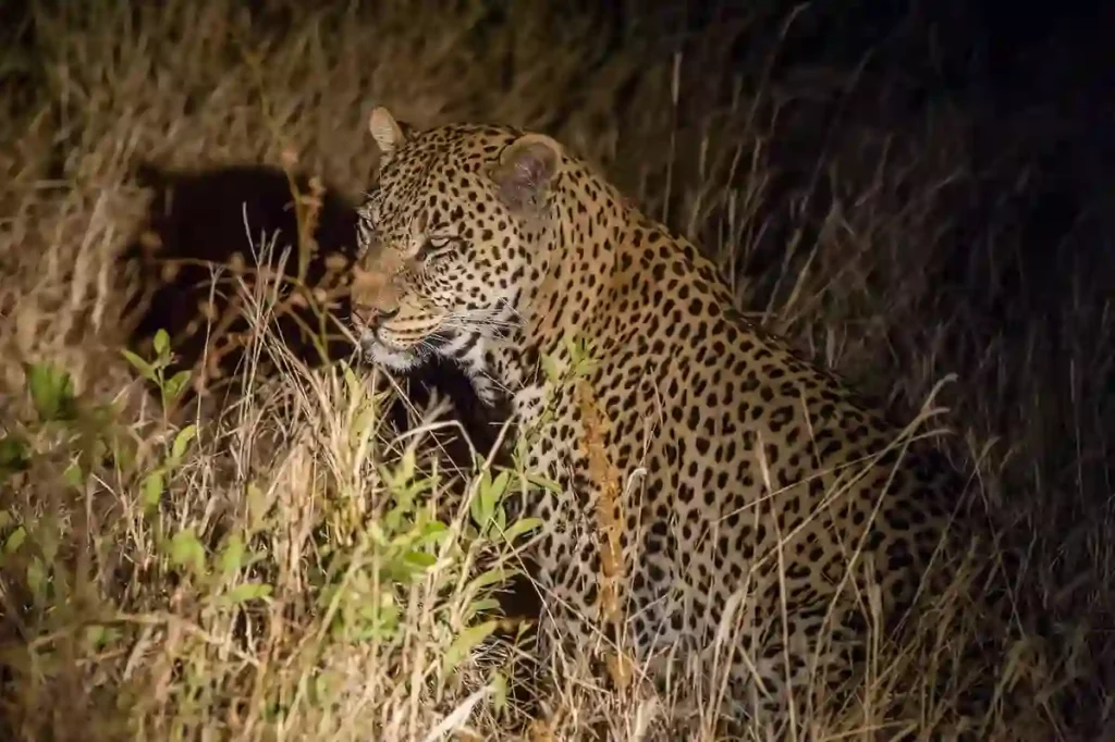 Serengeti night drive: majestic leopard encounter - game drive experience