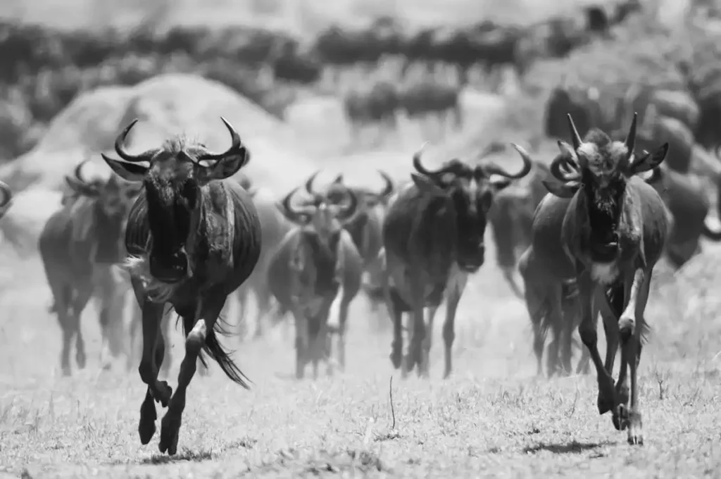 A breathtaking scene from the north serengeti, showcasing the awe-inspiring wildebeest migration, a natural spectacle of movement and unity in the animal kingdom.