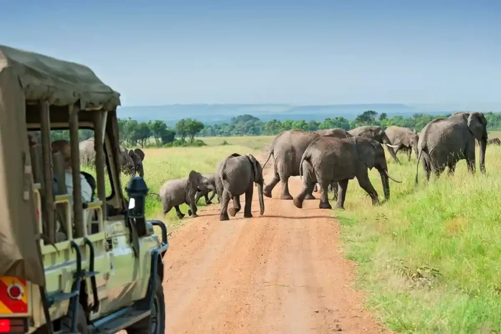 Elephants crossing the road, a captivating scene from our self drive safari in africa—a highlight of planning your safari with us.