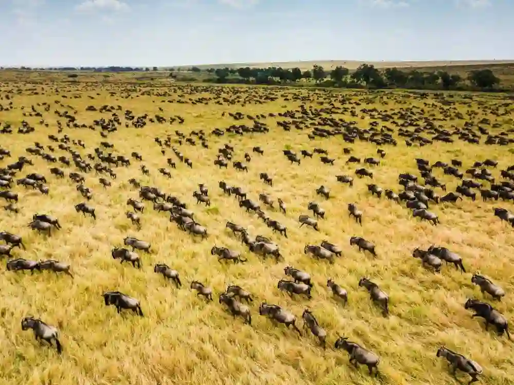 Experience the awe of the wildlife migration with our self drive safaris in serengeti national park—an unforgettable adventure captured in a single frame.