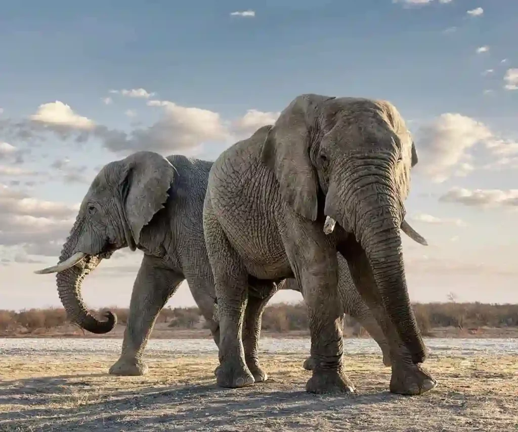 Majestic serengeti elephants - embark on an unforgettable big five safari experience