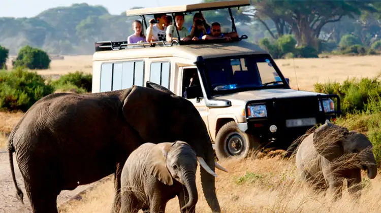 Serengeti safari: unforgettable game drive experience with elephants