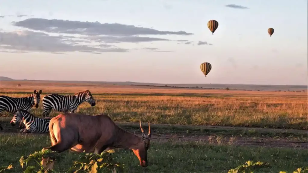 Aerial harmony: serengeti hot air balloon safari with zebras and kudus