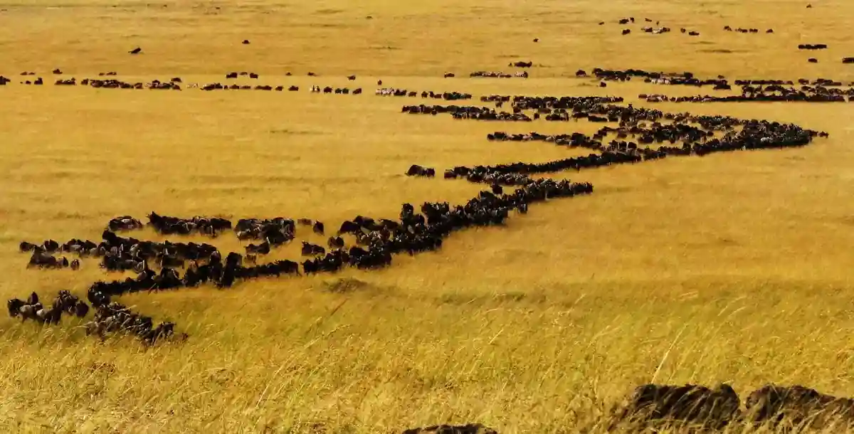 Witness the awe-inspiring serengeti wildebeest migration in tanzania and kenya, a natural spectacle captured in this breathtaking photograph.