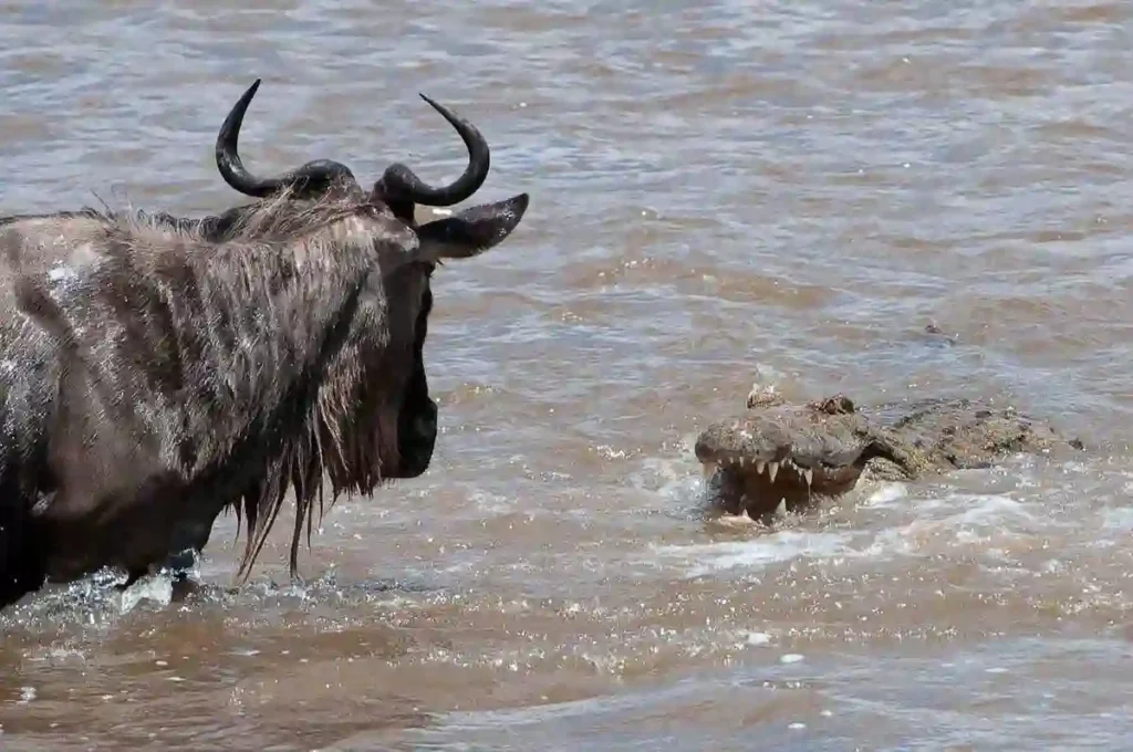 A captivating moment in the serengeti to maasai mara wildebeest migration, as wildebeest express amazement at the presence of a crocodile during their journey.