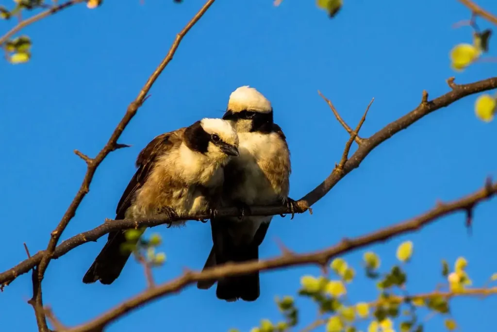 Feathered wonders: tarangire bird watching safari experience