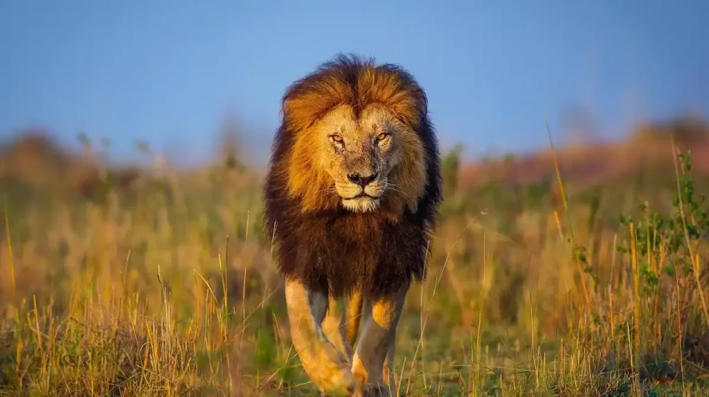 Close-up of lion in serengeti - unravel the big five safari adventure in serengeti national park