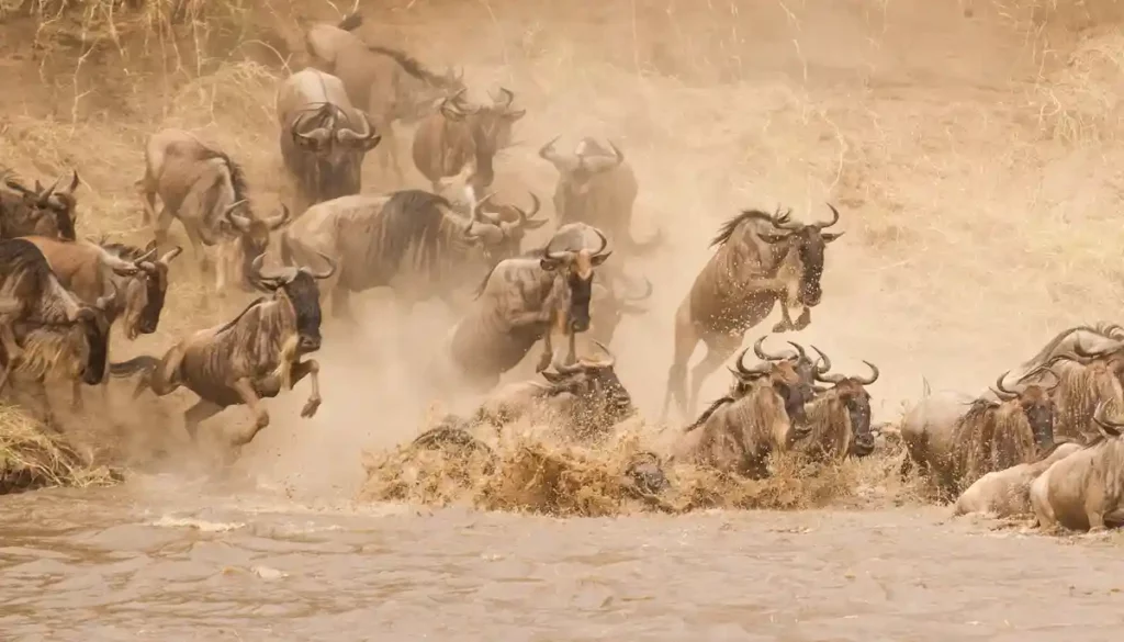 Captivating scene of wildebeest crossing the river, part of the extraordinary wildebeest migration captured in this dramatic photograph.
