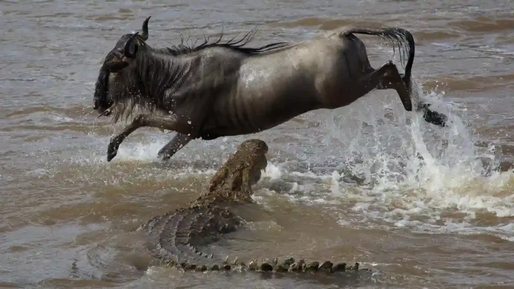 Intense moment captured as wildebeest face off with crocodiles during their daring river crossing, a crucial event in the wildebeest migration.