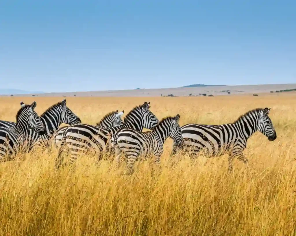 Maasai mara tours and safari: a picturesque scene of giraffes grazing in maasai mara national park, showcasing the unparalleled beauty of african wildlife.