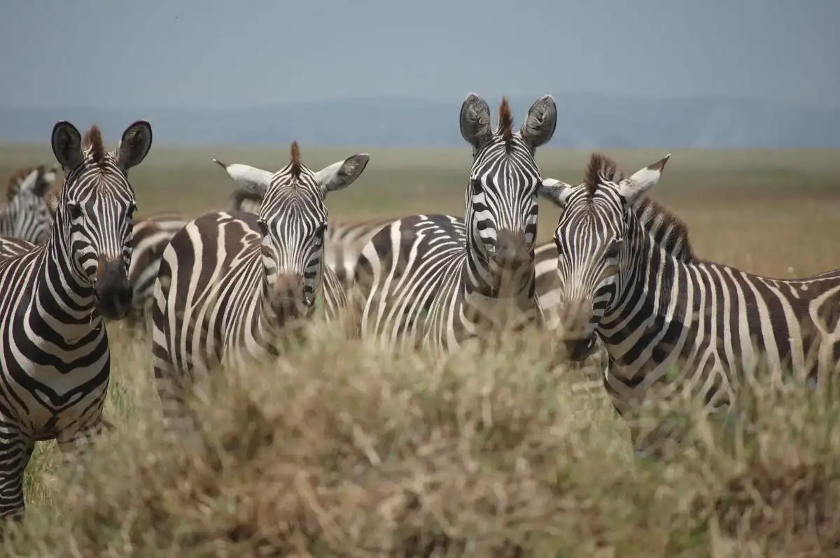 Ngorongoro crater tours and safari: a mesmerizing image of a group of zebras exploring the vast savannah, showcasing the unique beauty of wildlife in ngorongoro crater.