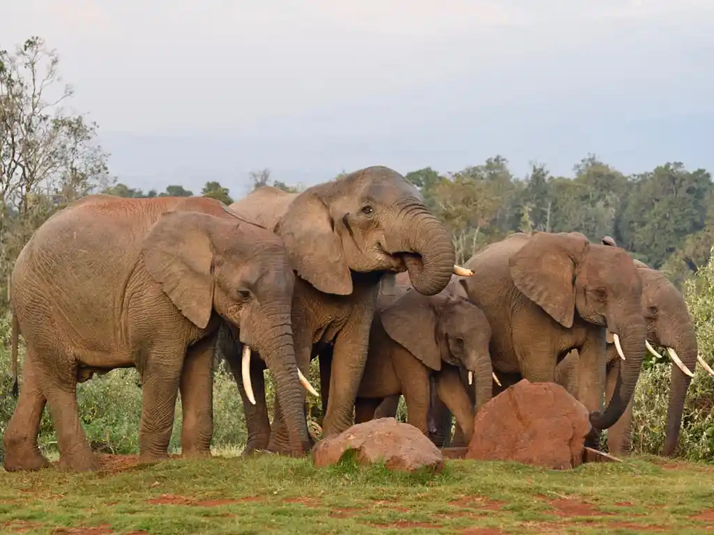Aberdare tours and safari - captivating image of a group of elephants in aberdare national park, showcasing the beauty of wildlife on aberdare safari.