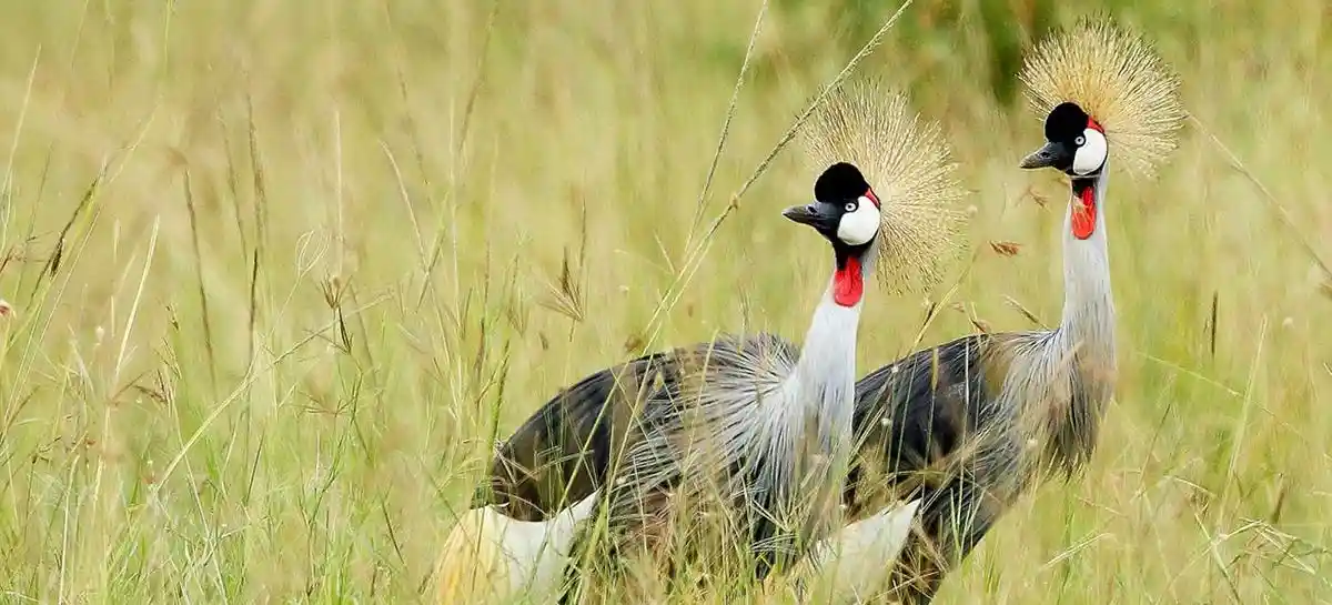 Aberdare tours and safari: experience the thrill of bird watching in the aberdare region, surrounded by lush landscapes and diverse avian species in their natural habitat.