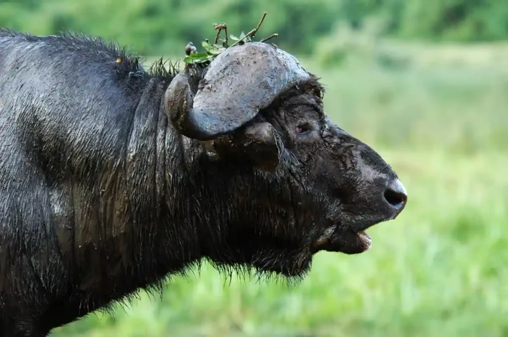 Aberdare national park wildlife encounter - buffalo peacefully eating grass. Plan your visit and discover when to go aberdare for an unforgettable safari experience.
