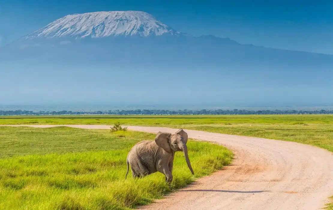 Tsavo west national park - captivating image of an elephant crossing a road in amboseli national park, with the magnificent mount kilimanjaro towering in the distance.