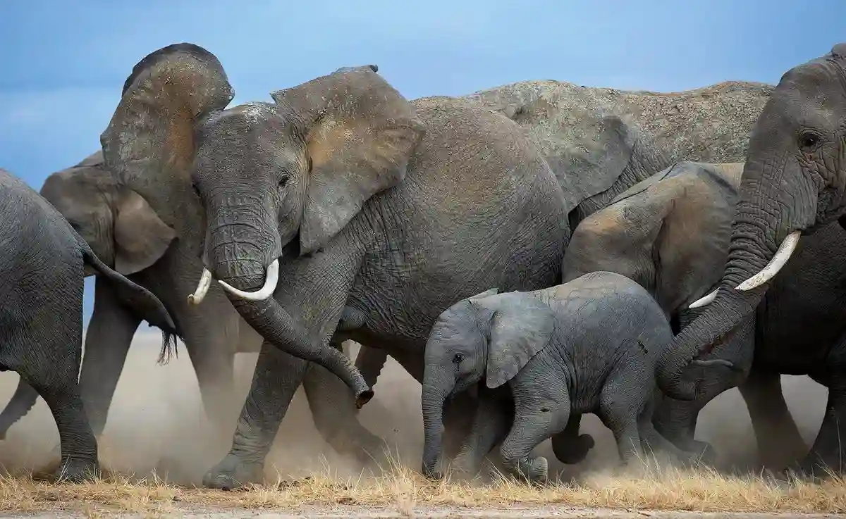 Why go amboseli: a stunning photograph of an elephants family on an amboseli photography safari, showcasing the natural beauty and wildlife wonders of this iconic destination.