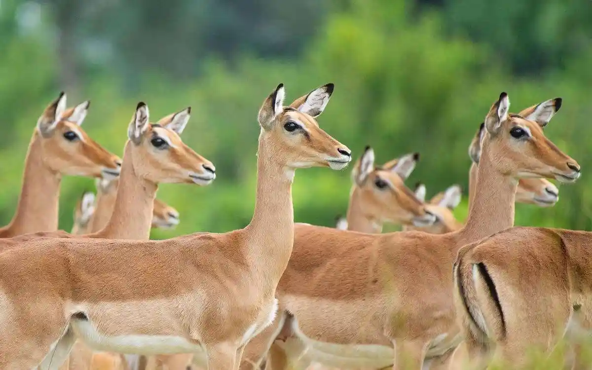 Impala in amboseli national park, a must-visit location for an unforgettable safari adventure – amboseli travel advice.