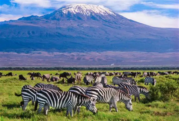 A captivating image showcasing amboseli's wildlife, featuring wildebeests and zebras in their natural habitat. Experience the allure of amboseli – why go amboseli.