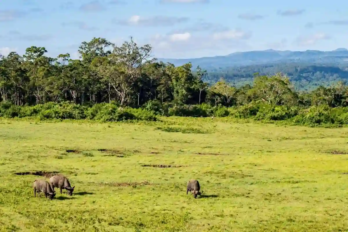 Buffalo eating grass in an open area at aberdare national park - why go aberdare
