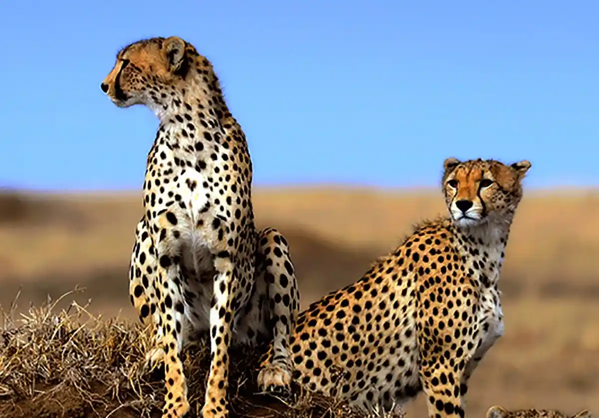 Majestic cheetah during ngorongoro tours and safari, showcasing the beauty of wildlife in the ngorongoro conservation area.