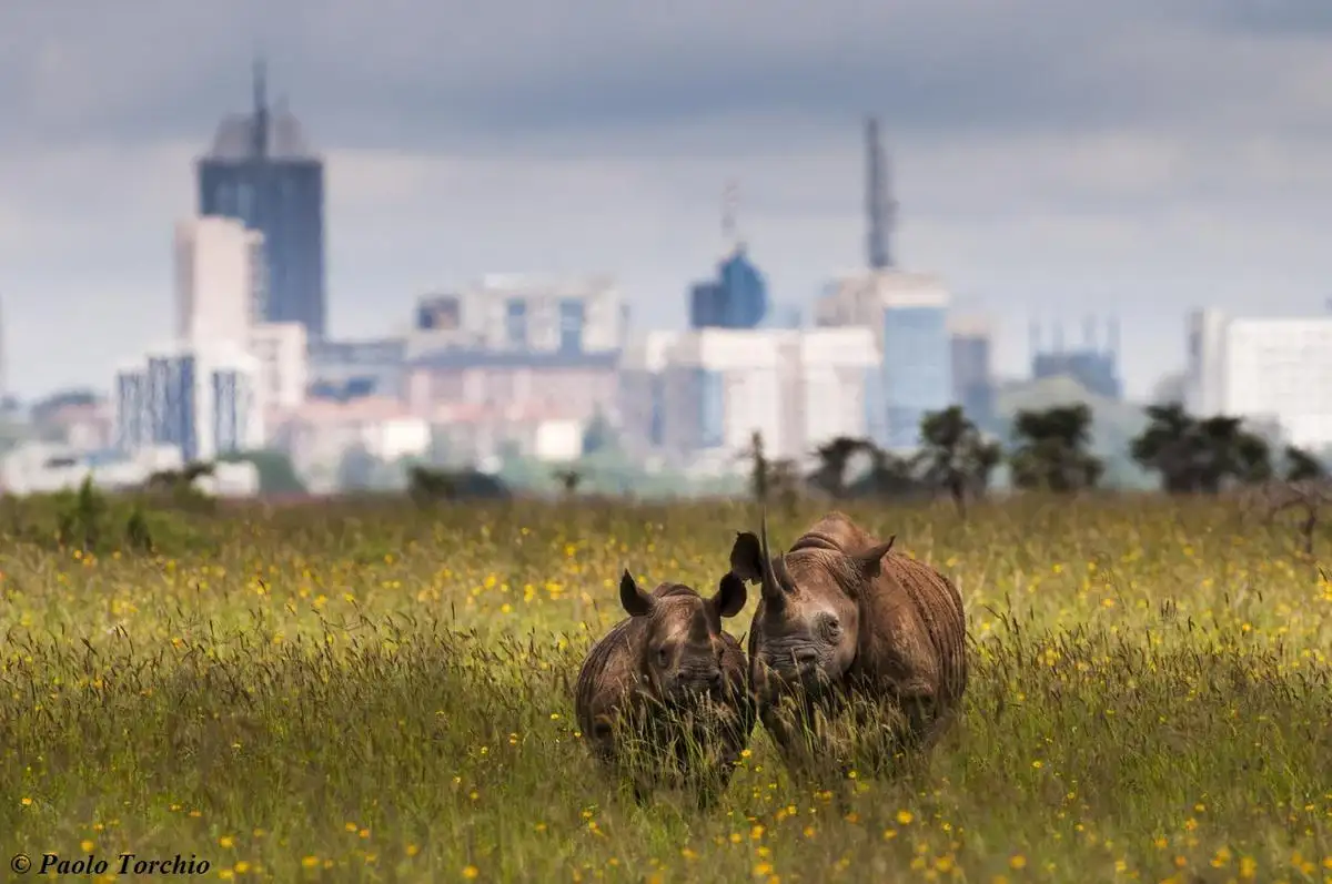 Why go nairobi national park - a captivating image of rhino couples in their natural habitat, exemplifying the unique wildlife experiences the park provides.