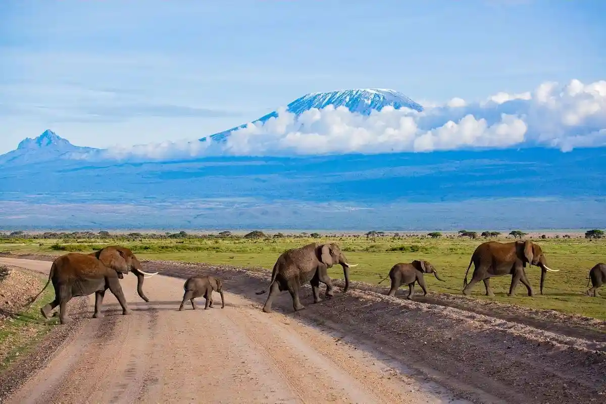 Elephants gracefully cross a road with mount kilimanjaro towering in the background - an enchanting scene from amboseli national park, illustrating why go amboseli.