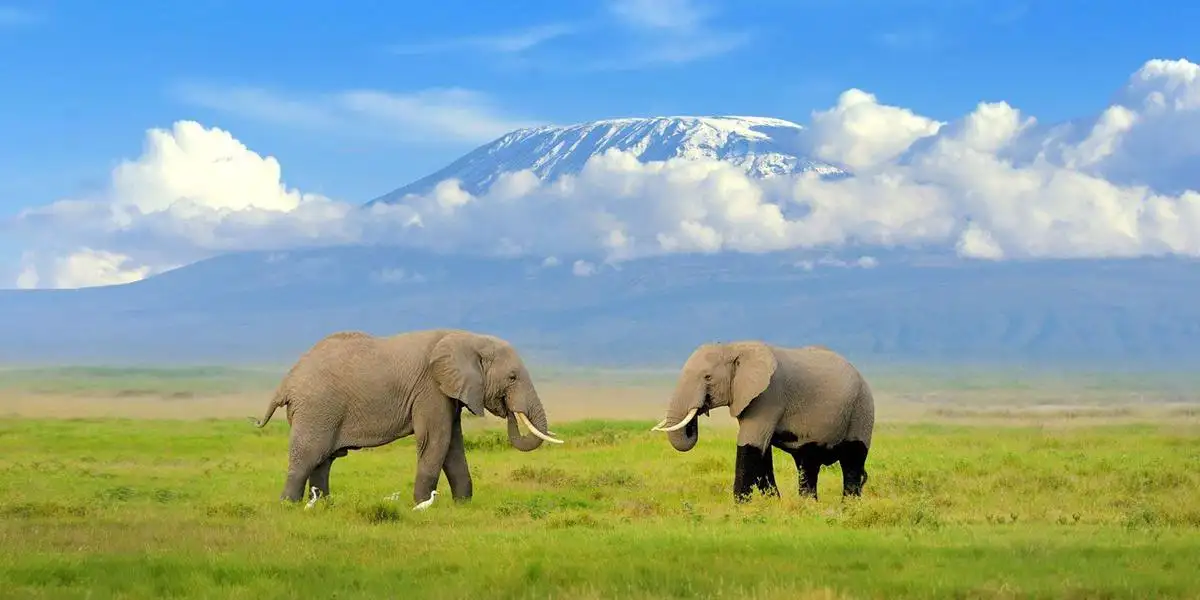 A captivating scene of elephants and birds in amboseli national park with mount kilimanjaro in the background - the epitome of wildlife wonder. Why go amboseli?