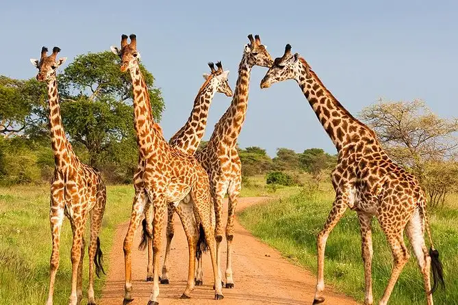 A mesmerizing image of giraffes in amboseli national park, exemplifying the serene atmosphere and natural beauty. Plan your visit and discover 'when to go amboseli' to witness these majestic creatures in their element.