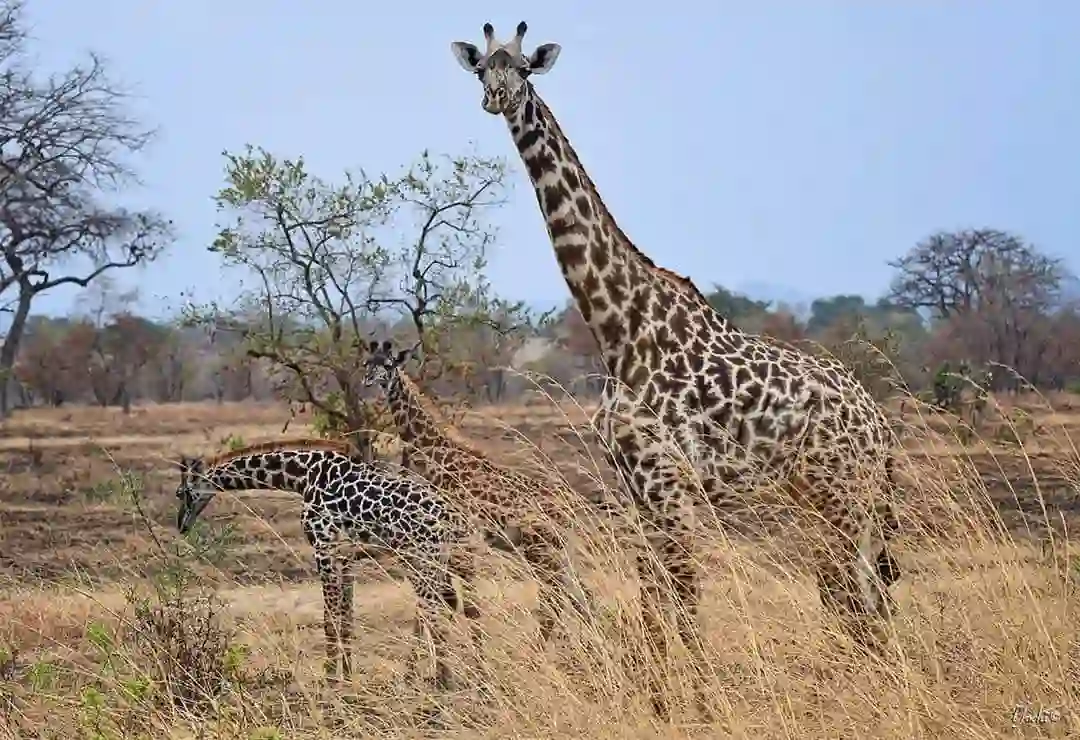 Mikumi national park safari and tours - picture of giraffes gracefully grazing in the scenic landscape of mikumi national park.