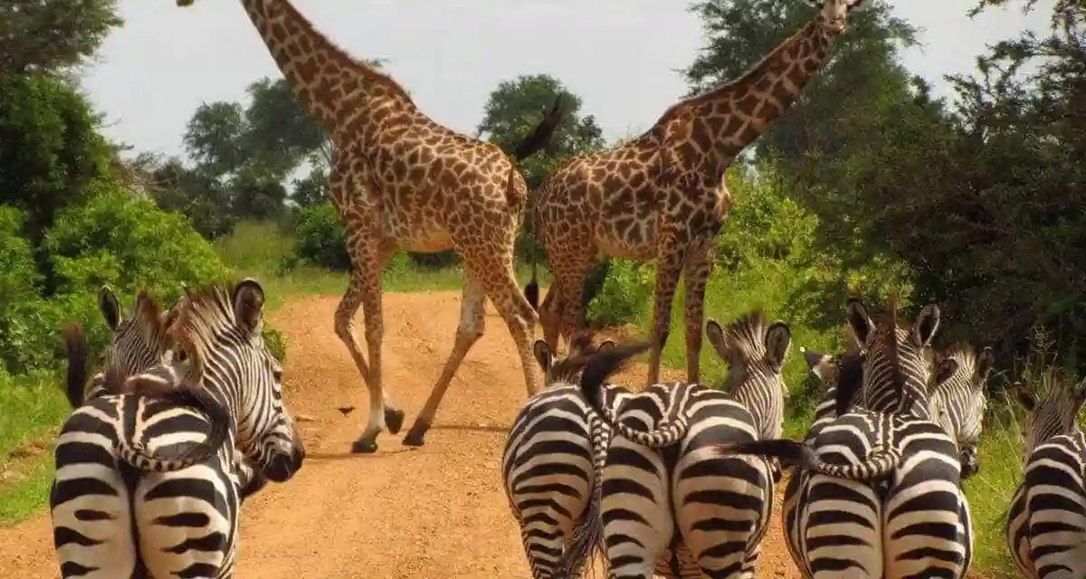 Why go mikumi national park - a captivating image of giraffes and zebras harmoniously coexisting in mikumi national park, exemplifying the diverse beauty of this extraordinary wildlife sanctuary.