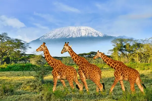 Giraffes at amboseli national park - majestic wildlife in their natural habitat