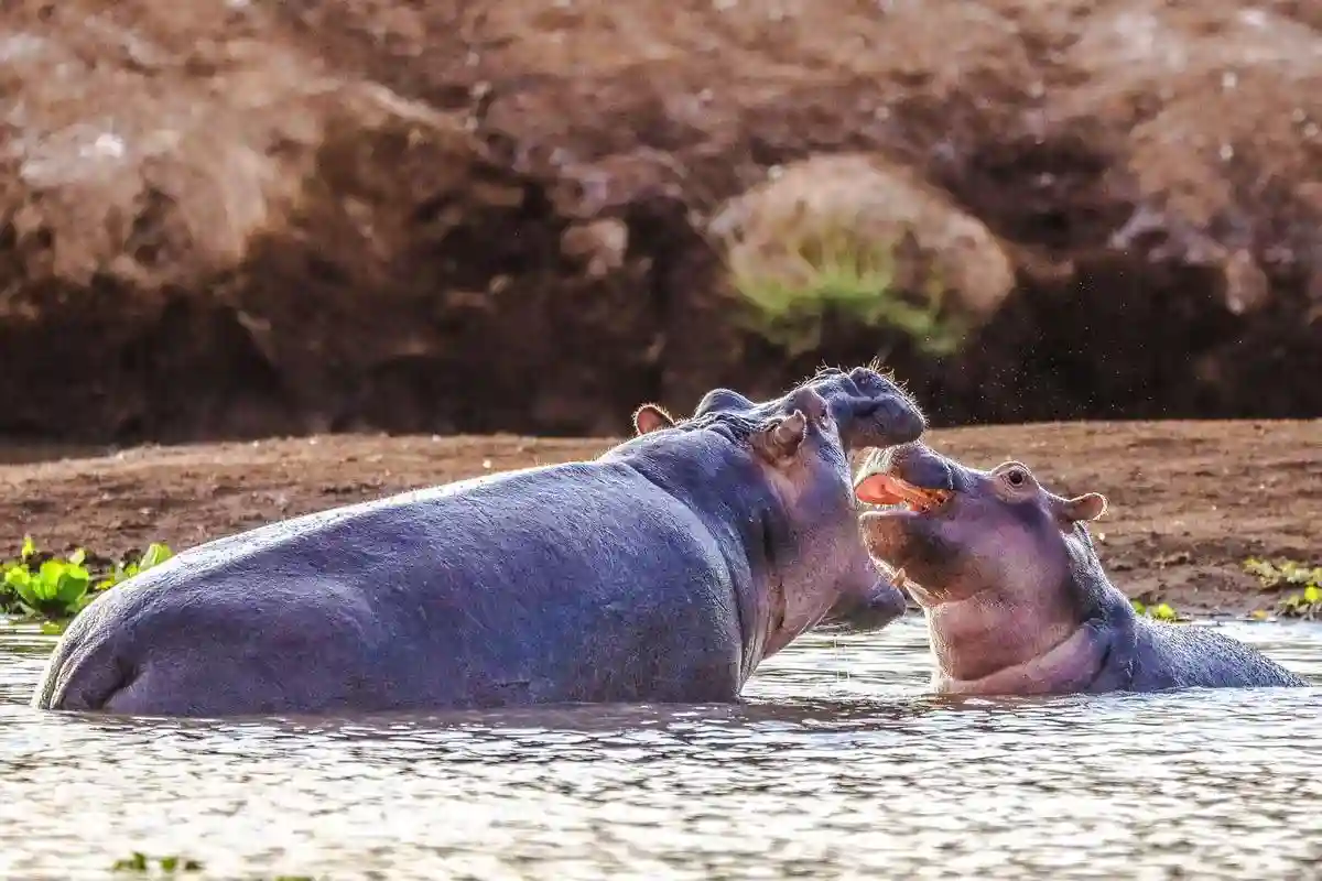 Happy hippo at the river in tsavo west national park - when go tsavo west