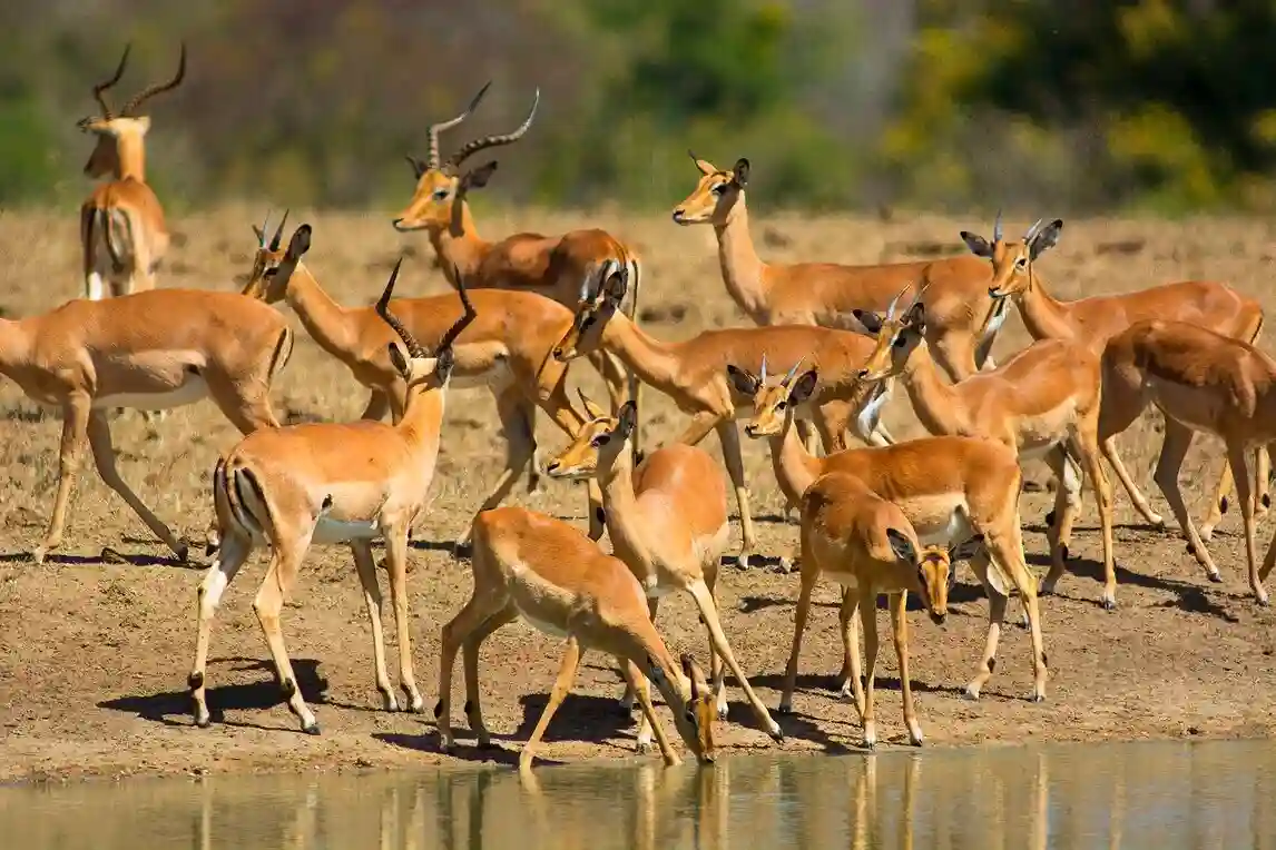 Majestic impala in mikumi national park – why go mikumi national park for a safari adventure