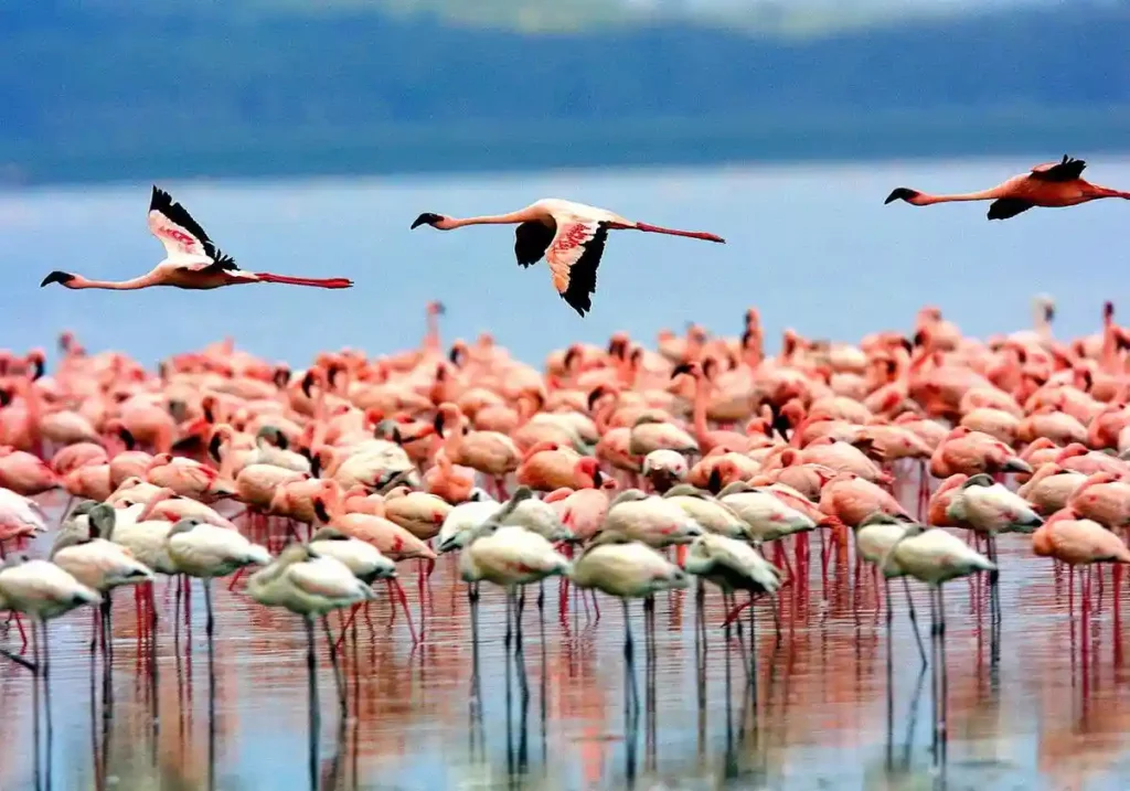 A captivating image of lake manyara's flamingos, a highlight of our lake manyara tours and safari, providing a glimpse into the breathtaking wildlife encounters on our adventures.