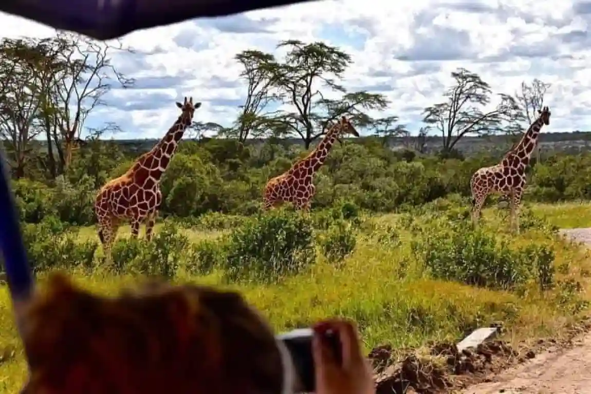 Giraffes grazing in lake manyara national park, offering a serene view of wildlife in their natural habitat. Explore this enchanting destination with lake manyara travel advice.