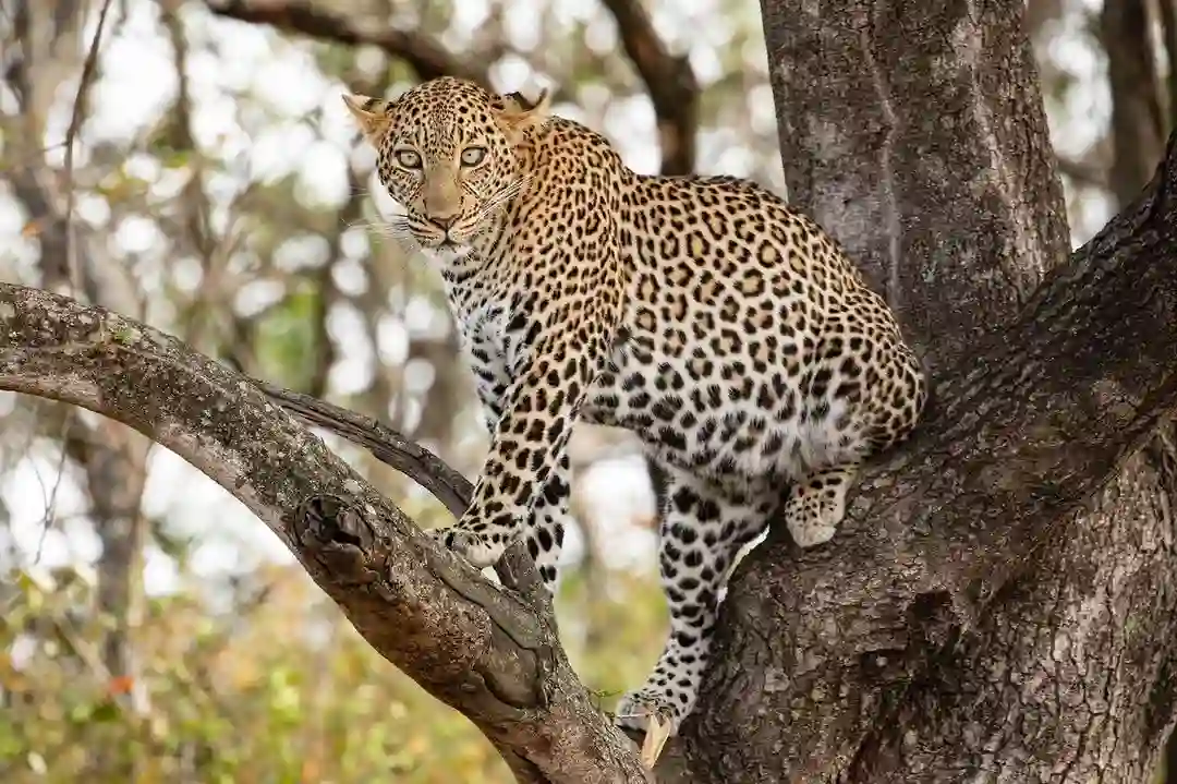 Lake manyara travel guide: witness the majestic tree climbing cheetah