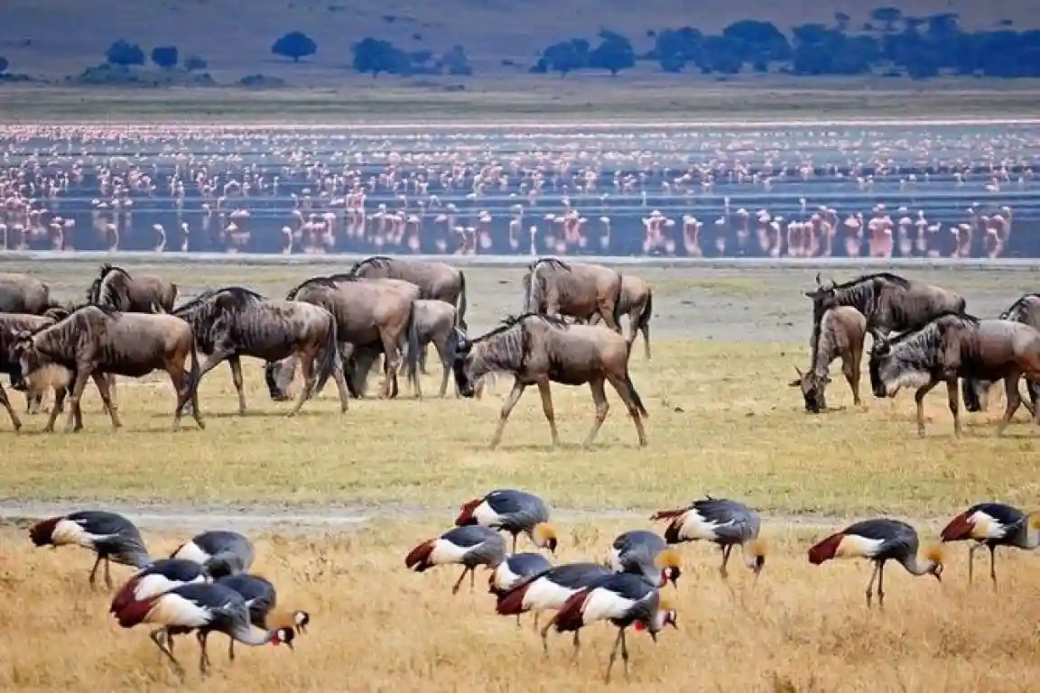 Lake manyara tours and safari - captivating image of wildebeest and birds around the lake