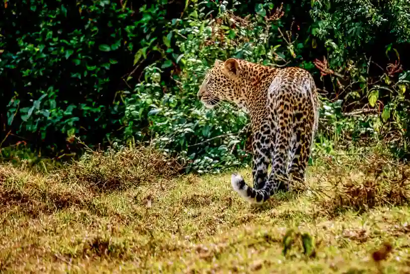 A majestic leopard on the prowl in aberdare national park – discover 'when to go aberdare' for optimal safari experiences.