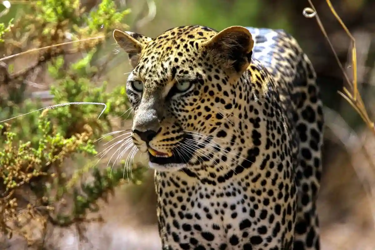 Samburu tours and safari - captivating image of leopards in samburu national park