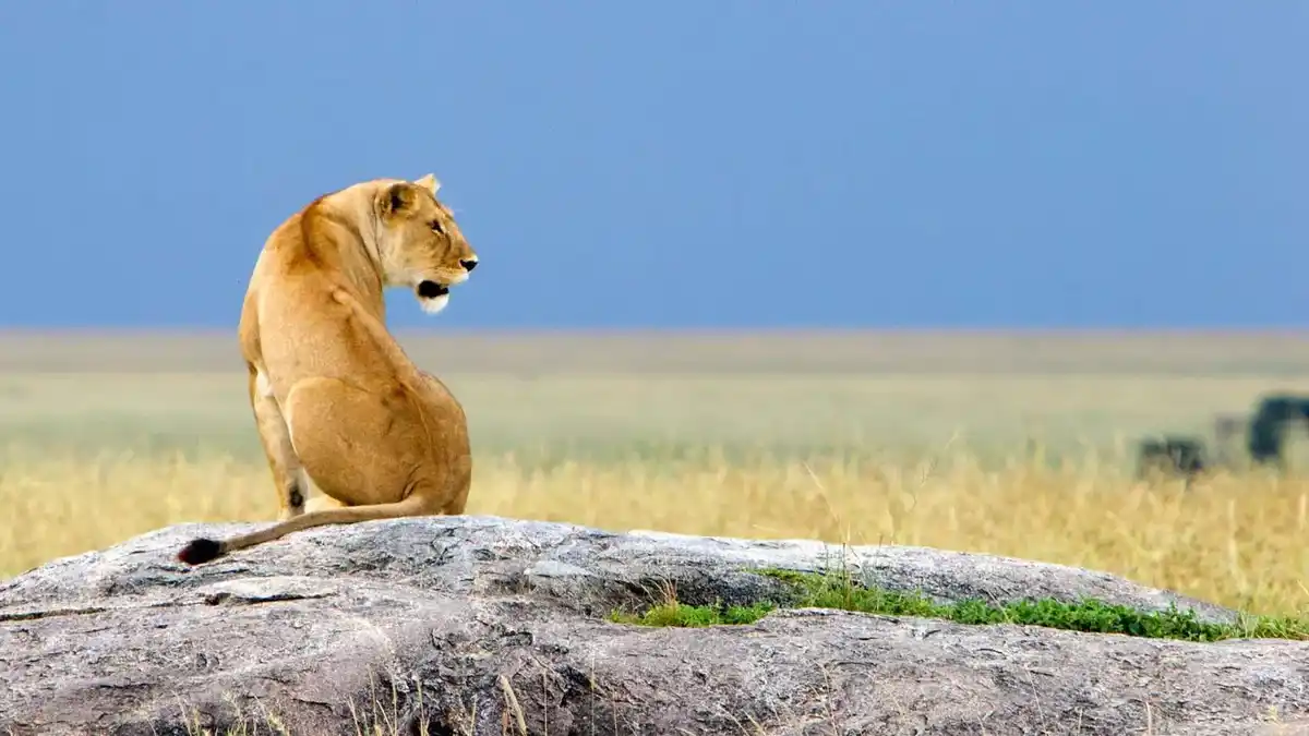 Ngorongoro crater safari: majestic lions on a stones hunt
