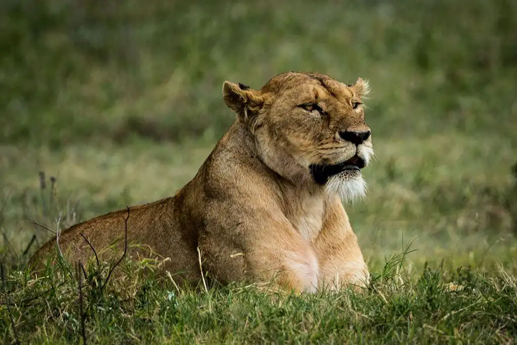 Why go lake manyara - experience the awe-inspiring sight of a lioness in the wild at lake manyara national park.
