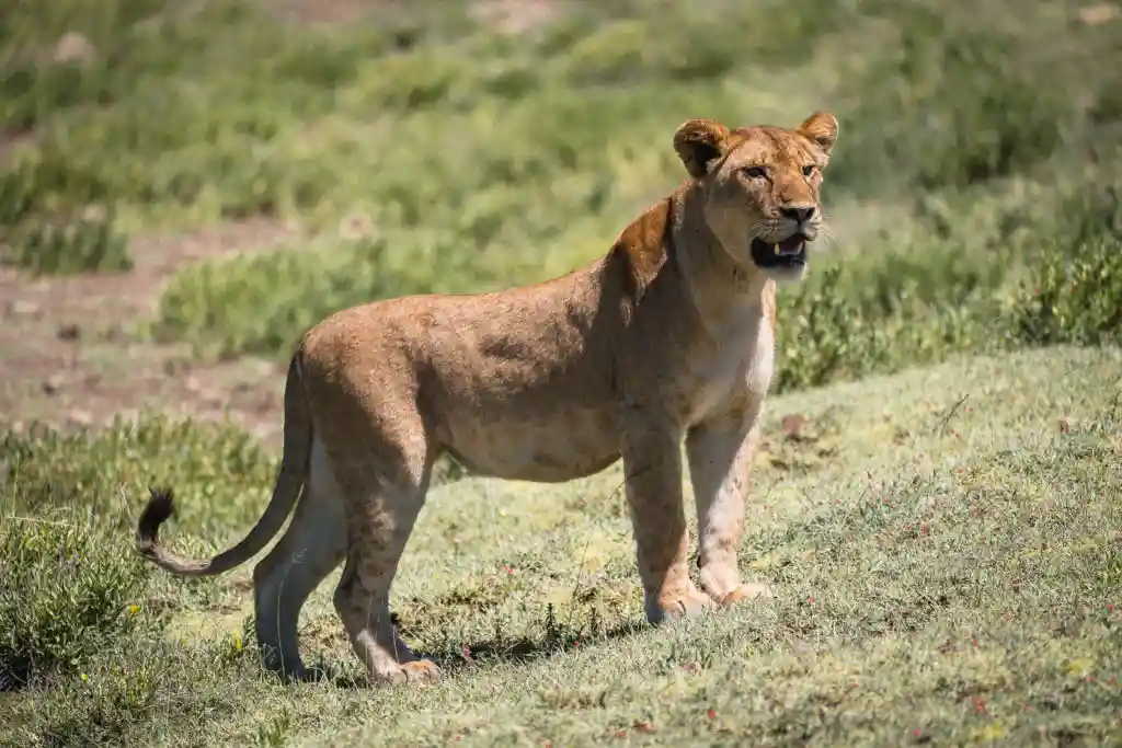 Optimal moments: lioness majesty in ngorongoro crater