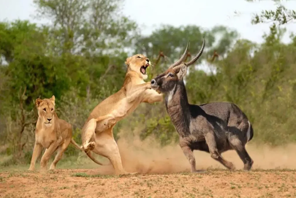 Maasai mara national park wildlife: a lioness in action as it attacks an eland in the maasai mara game reserve.